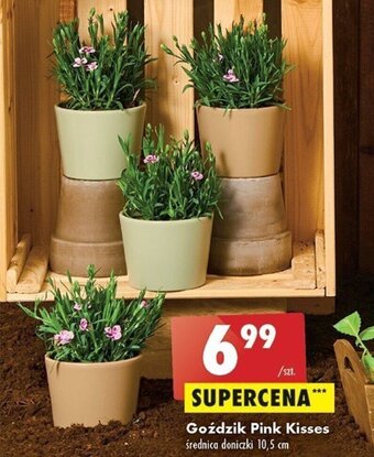 Biedronka Goździk Pink Kisses oferta