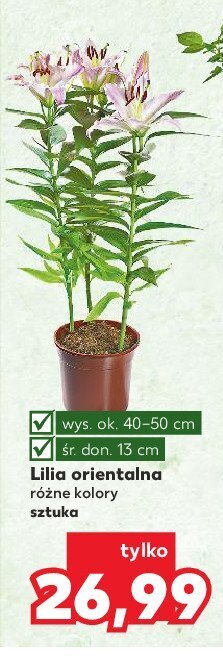Kaufland Lilia orientalna 13 cm oferta