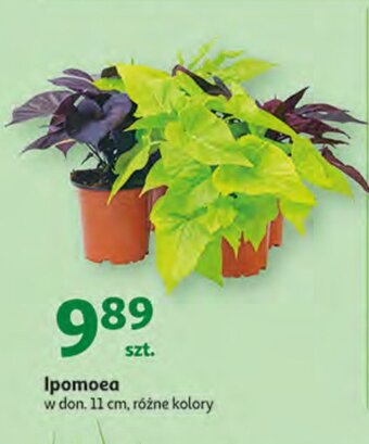 Auchan Ipomea oferta