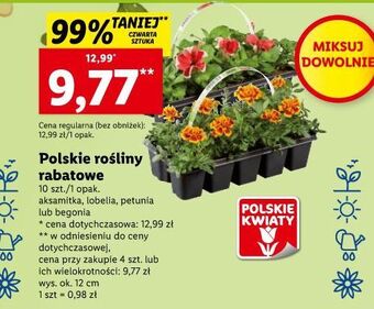 Lidl Begonia oferta