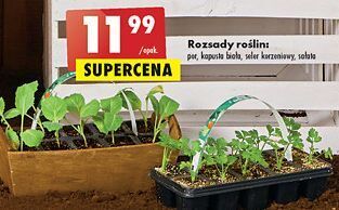 Biedronka Kapusta biała oferta