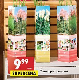 Biedronka Trawa pompasowa oferta