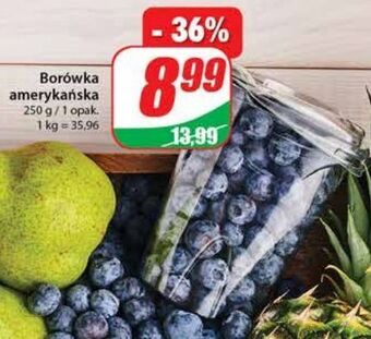 Dino Borówki amerykańskie oferta