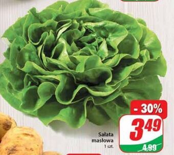 Dino Sałata masłowa oferta