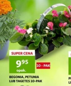 Auchan Petunia oferta