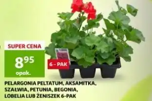 Auchan Aksamitka oferta