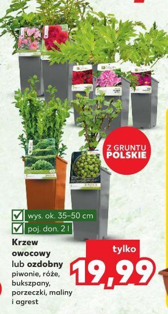Kaufland Agrest oferta