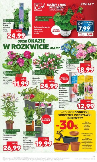 Kaufland Lilia orientalna 13 cm oferta