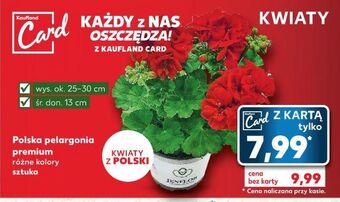 Pelargonia