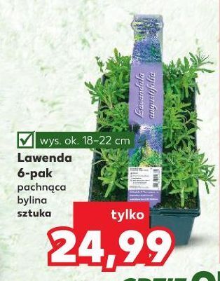 Kaufland Lawenda oferta