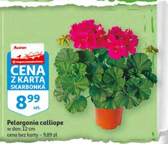 Auchan Pelargonia calliope 12 cm oferta