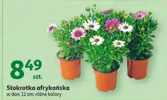 Auchan Stokrotka afrykańska oferta