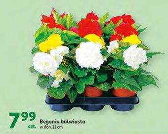 Auchan Begonia bulwiasta oferta