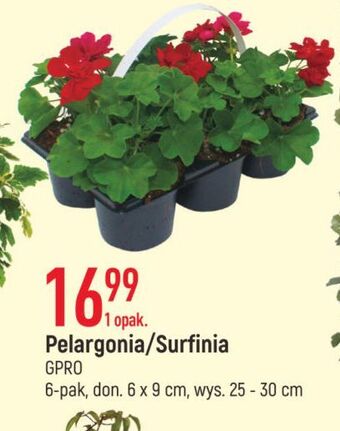 E.Leclerc Pelargonia gpro oferta