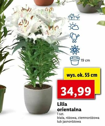 Lidl Lilia orientalna oferta