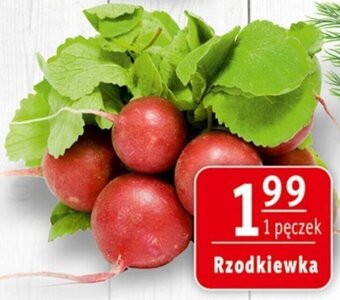 Prim Market Rzodkiewka 1 pęczek oferta