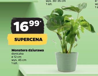 Netto Monstera dziurawa oferta