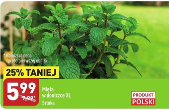 ALDI Mięta w doniczce XL oferta