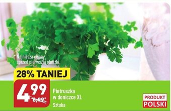 ALDI Pietruszka w doniczce XL oferta