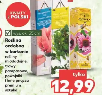 Kaufland Roślina ozdobna oferta