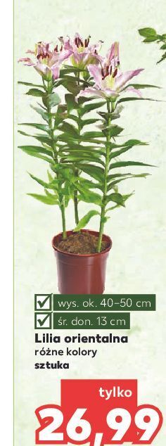 Kaufland Lilia orientalna 13 cm oferta