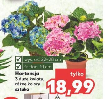 Kaufland Hortensja oferta