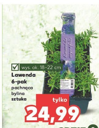 Kaufland Lawenda oferta