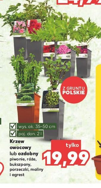 Kaufland Piwonia oferta