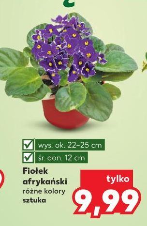 Kaufland Fiołek afrykański oferta