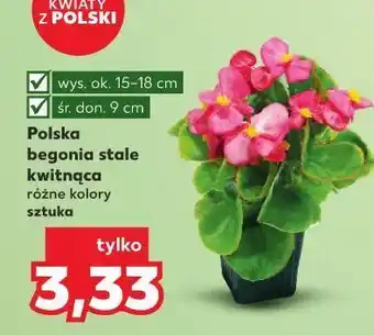 Kaufland Begonia oferta