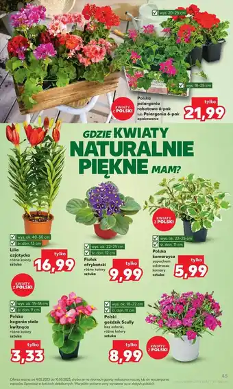 Kaufland Pelargonia rabatowa oferta