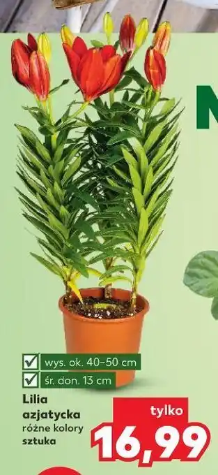 Kaufland Lilia azjatycka oferta