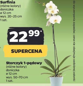 Netto Storczyk 1-pędowy don. 12 cm oferta