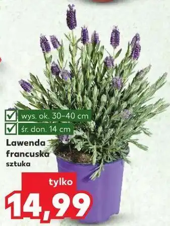Kaufland Lawenda francuska 40 cm oferta
