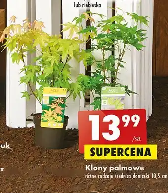 Biedronka Klon palmowy wysokość doniczki 10.5 cm oferta