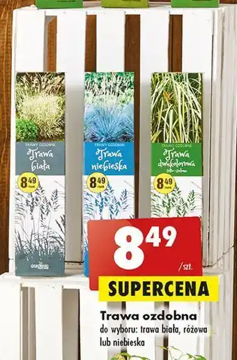Biedronka Trawa ozdobna niebieska gardenic oferta