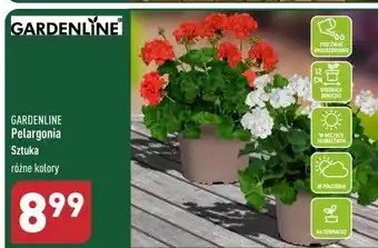ALDI Pelargonia don. 12 cm garden line oferta