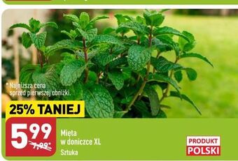 ALDI Mięta w doniczce oferta