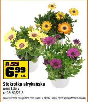 OBI Stokrotka afrykańska oferta