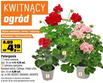 OBI Pelargonia oferta