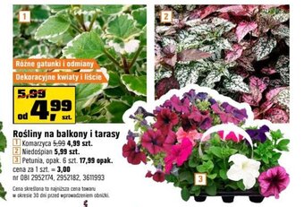 OBI Rośliny na balkony i tarasy oferta