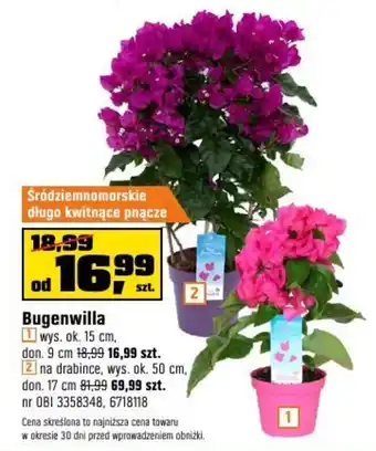 OBI Bugenwilla oferta