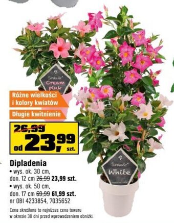 OBI Dipladenia oferta