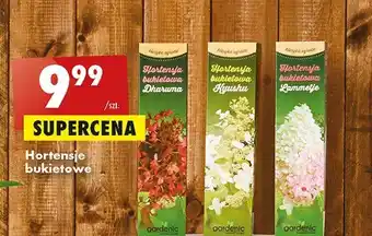 Biedronka Hortensja bukietowa dharuma oferta