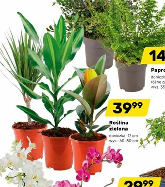 Bricomarche Roślina zielona oferta
