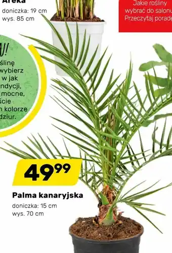 Bricomarche Palma kanaryjska oferta