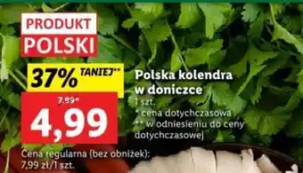 Lidl Polska kolendra oferta