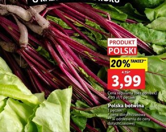 Lidl Polska botwina 1 pęczek oferta