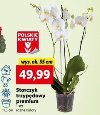 Lidl Storczyk trzypędowy premium oferta