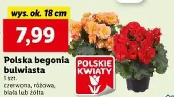 Lidl Polska begonia bulwiasta oferta